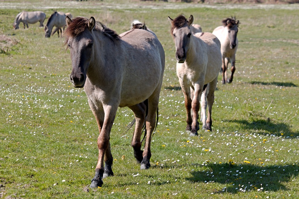 slikken van de heen natuurgebied natuur hdr Konikspaarden Uitkijktoren schotse hooglanders natuurmonumenten wisenten